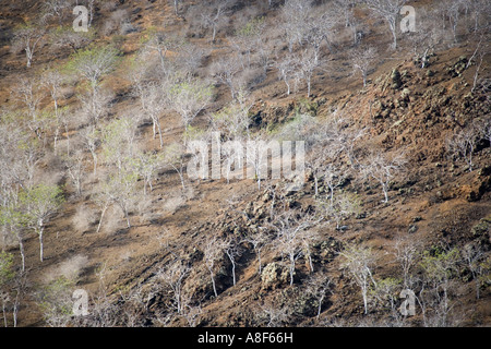 Landschaft in der Nähe von Punta Cormorant auf der Insel Floreana Galapagos Ecuador Stockfoto