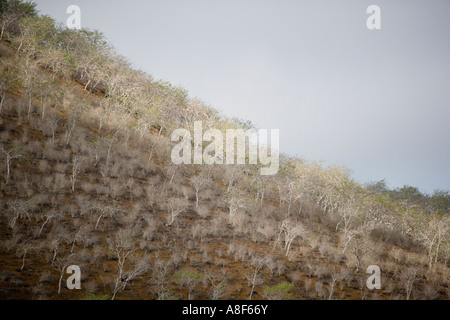 Landschaft in der Nähe von Punta Cormorant auf der Insel Floreana Galapagos Ecuador Stockfoto