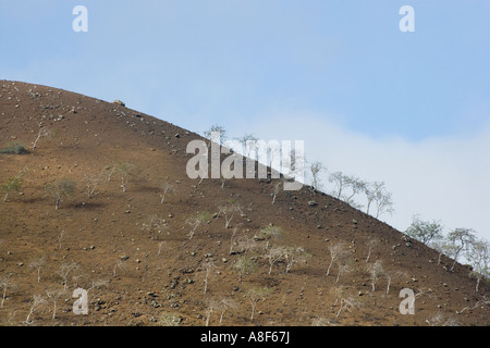 Landschaft in der Nähe von Punta Cormorant auf der Insel Floreana Galapagos Ecuador Stockfoto