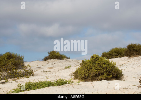 Gelände am Punta Cormorant auf der Insel Floreana Galapagos-Schildkröten nisten Stockfoto