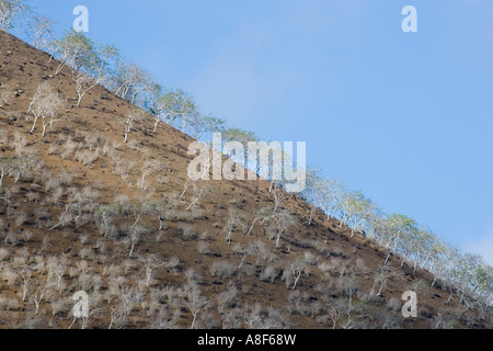 Landschaft in der Nähe von Punta Cormorant auf der Insel Floreana Galapagos Ecuador Stockfoto