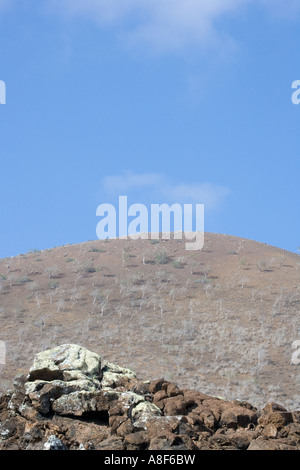 Landschaft in der Nähe von Punta Cormorant auf der Insel Floreana Galapagos Ecuador Stockfoto