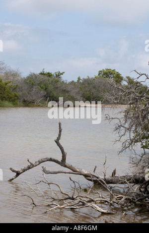 Landschaft in der Nähe von Punta Cormorant auf der Insel Floreana Galapagos Ecuador Stockfoto