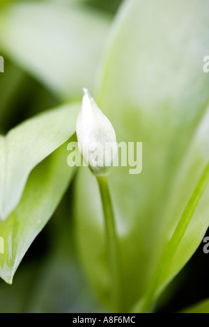 Bärlauch-Knospen Stockfoto