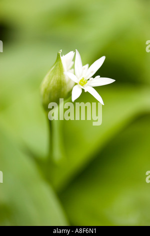 Bärlauch Stockfoto