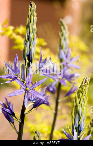 Camassia Liliaceae quamash Stockfoto