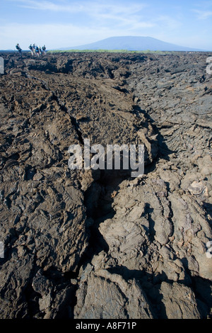 Lava-Felder auf der Insel Isabela Stockfoto