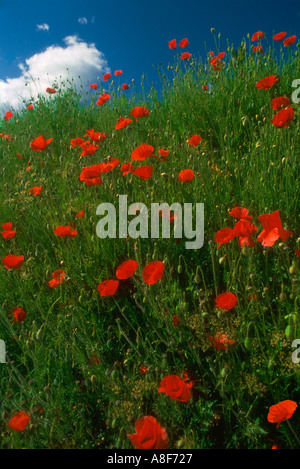 Gemeinsamen Mohn wächst auf einer Wiese Stockfoto