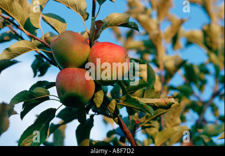 Apfel Bauernhof, Friedrichshafen Baden-Württemberg Deutschland Stockfoto