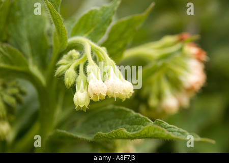 Gemeinsamen Beinwell Symphytum officinale Stockfoto