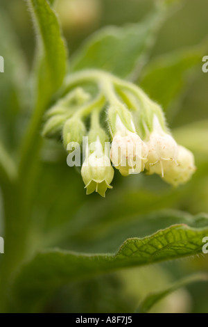 Gemeinsamen Beinwell Symphytum officinale Stockfoto