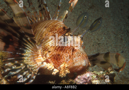 Ägypten Rotes Meer Daedalus Riff Dædalus indischen Ozean Rotfeuerfische Turkeyfish Pterois Miles Volitans hautnah Stockfoto