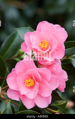 KAMELIE X WILLIAMSII ZIERLICHKEIT WISLEY GÄRTEN SURREY Stockfoto