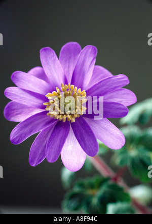 Eine purpurrote Anemone Blanda Blume in Nahaufnahme und Gegenlicht vor einem dunklen Hintergrund Stockfoto