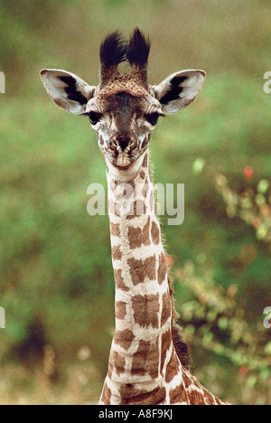 Eines Tages alte Neugeborene Masai Giraffe Porträt Masai Mara National Reserve Kenya Stockfoto