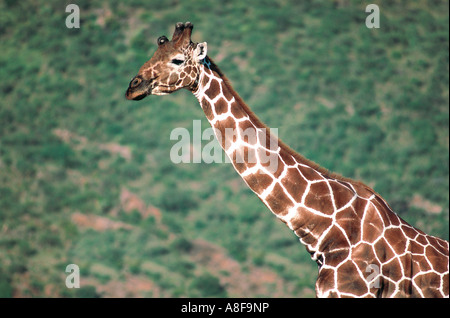 Retikuliert Giraffe Samburu National Reserve Kenia Stockfoto