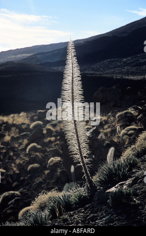 Echium Wildpretii Viper's Bugloss Tajinaste Rojo Tajinaste de Las Canadas Teide Nationalpark Teneriffa Kanaren Spanien Stockfoto