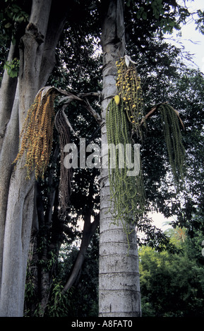 Palmen in Puerto De La Cruz Botanischer Garten Teneriffa-Kanarische Inseln-Spanien Stockfoto