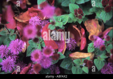 Ageratum Houstonianum Blumen im Herbst Nahaufnahme Stockfoto