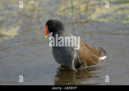 (Common Gallinule Gallinula galeata) Wakodahatchee Feuchtgebiete Delray Beach, Florida USA Stockfoto