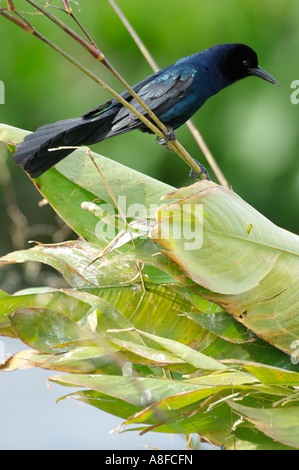 Boot-angebundene Grackle, Quiscalus großen Wakodahatchee Feuchtgebiete Delray Beach Florida USA Stockfoto