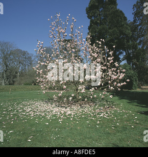 Magnolia Baum Magnolie X soulageana Blüte in Bicton Gärten Devon, aber mit vielen Blütenblättern jetzt gefallen auf dem Rasen Stockfoto