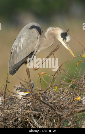 Great Blue Heron (Ardea Herodias) auf Nest mit Küken Wakodahatchee Feuchtgebiete Delray Beach Florida USA Stockfoto