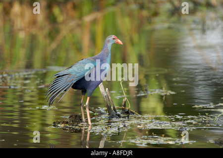 Western haben (vorher Lila haben), Wakodahatchee Feuchtgebiete Delray Beach, Florida Stockfoto