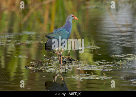 Western haben (vorher Lila haben), Wakodahatchee Feuchtgebiete Delray Beach, Florida Stockfoto