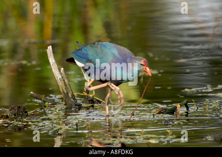 Western haben (vorher Lila haben) (Porphyrio porphyrio), Wakodahatchee Feuchtgebiete Delray Beach, Florida Stockfoto