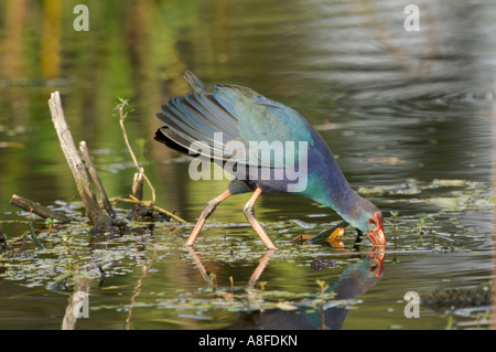 Western haben (vorher Lila haben), Wakodahatchee Feuchtgebiete Delray Beach, Florida Stockfoto