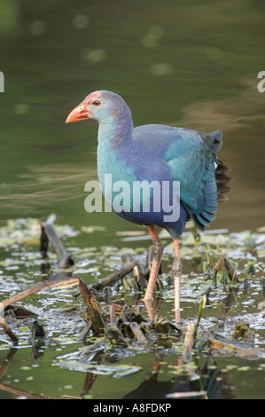 Western haben (vorher Lila haben), Wakodahatchee Feuchtgebiete Delray Beach, Florida Stockfoto