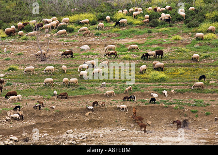 Schafe und Ziegen auf Hügel Vinuela Andalucia Spanien Stockfoto