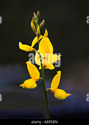 Spanische Ginster Spartium Junceum Blume Andalusien Spanien Stockfoto