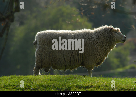 Schafe auf Romney Marsh Stockfoto