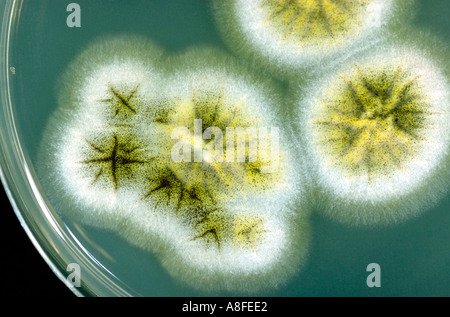 Aspergillus Niger auf Kultur-Teller Stockfoto