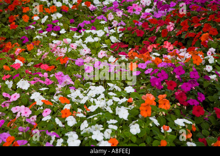 Die Betten der mehrfarbige Impatiens Walleriana wachsen im Freien. Stockfoto