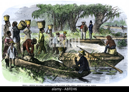 Plantation slaves Reis laden zu einem Lastkahn auf den Savannah River auf der Georgia South Carolina Grenze 1800. Hand - farbige Holzschnitt Stockfoto