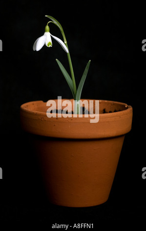 Schneeglöckchen im Blumentopf Terrakotta Stockfoto