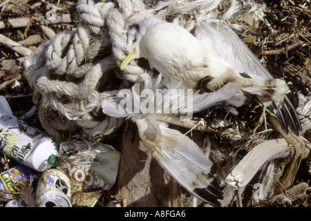 Seevogel Kittiwake Rissa Triactyla mit Müll Firth of Forth Schottland tot angespült Stockfoto