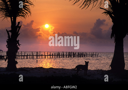 SILHOUETTE EINES HUNDES AN EINEM STRAND AUF AMBERGRIS CAYE IN BELIZE Stockfoto