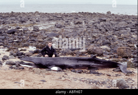 Küste von Fischernetz getötet angespült Zwergwal juvenile Balaenoptera acutorostrata Stockfoto