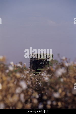 Baumwolle-Mähdrescher in Baumwolle Bereich Andalusien Spanien Stockfoto