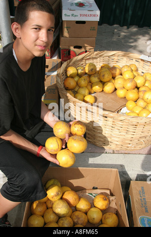 Miami Beach Florida, North Beach, Normandie Isle, Bauernmarkt, Bauernmarkt, Bauern, Produkte, Obst, Gemüse, Gemüse, Lebensmittel, Produkte, Verkäufer Stockfoto