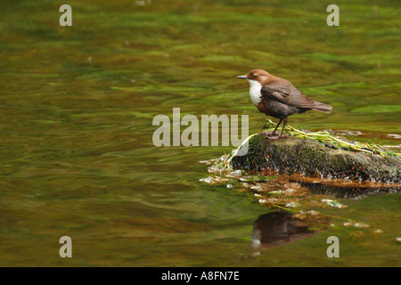 Dipper-Cinclus Cinclus auf Stein im Stream Shropshire England UK GB britischen Inseln Europa EU Stockfoto