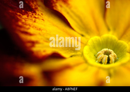 Primel Stockfoto