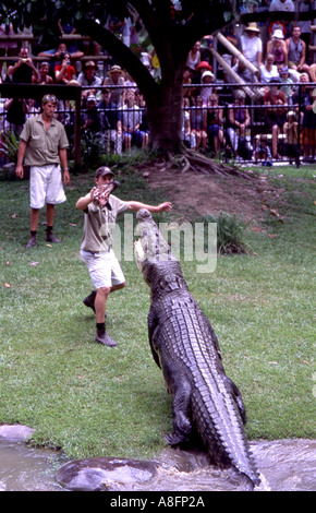 Leistenkrokodil Crocodylus Porosus von Tierpfleger im Zoo in der Nähe von Brisbane Queensland Australien Australien gefüttert Stockfoto