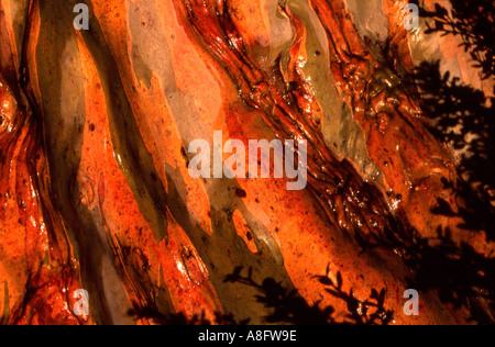 Auszug aus Schnee Gum Eukalyptus Pauciflora Rinde Kosciuszko National Park New South Wales Australien Stockfoto
