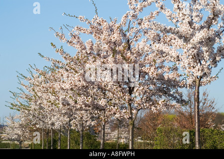 Kirschbäumen in voller Blüte Stockfoto
