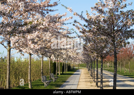 Kirschbäumen in voller Blüte Stockfoto